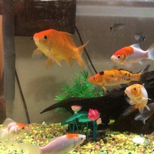 Meet your Posher, Ana